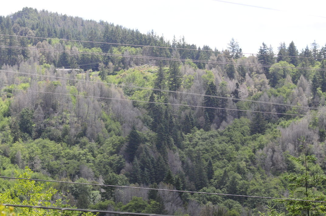 Dead and infected trees in the Curry County Generally Infested Area